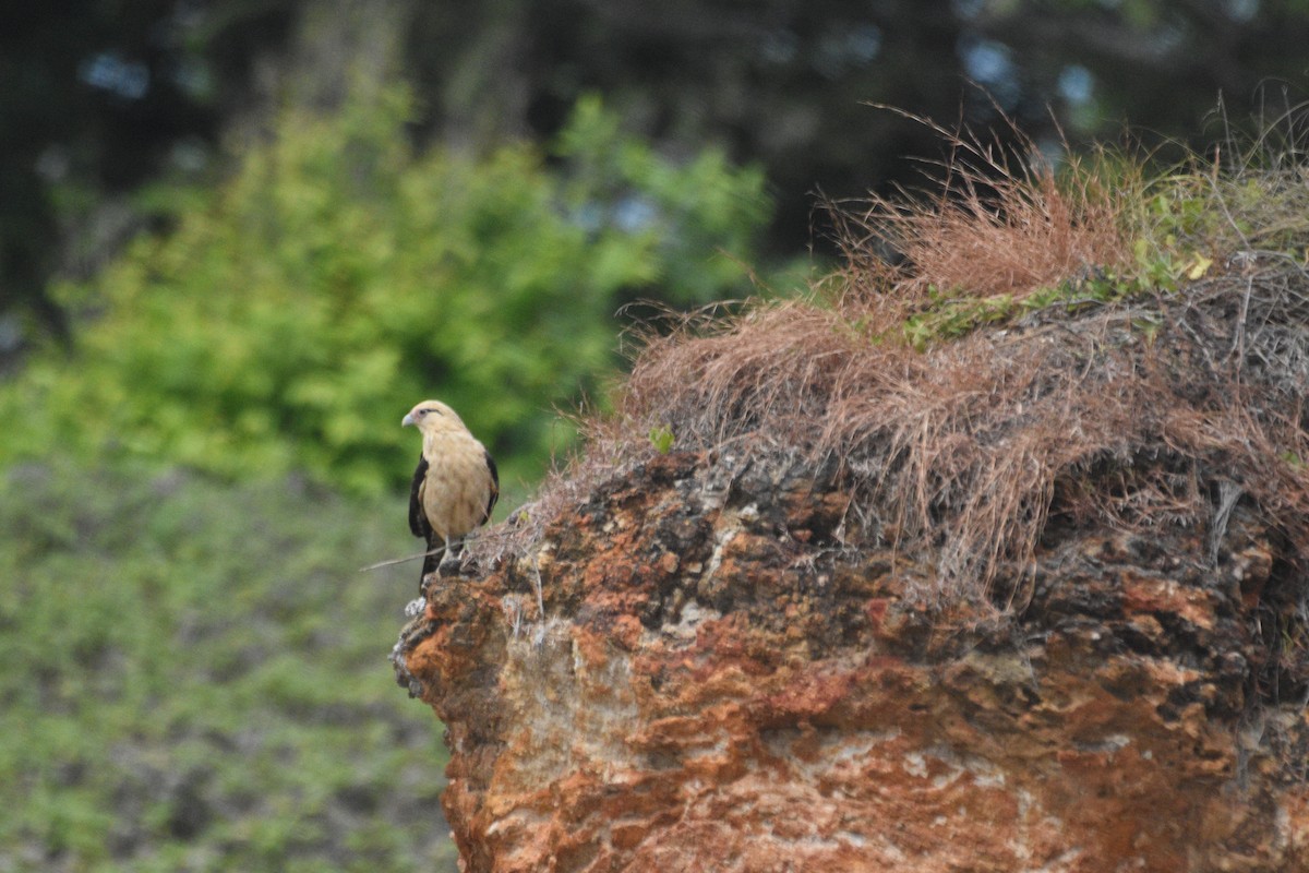 Caracara Chimachima - ML615097799