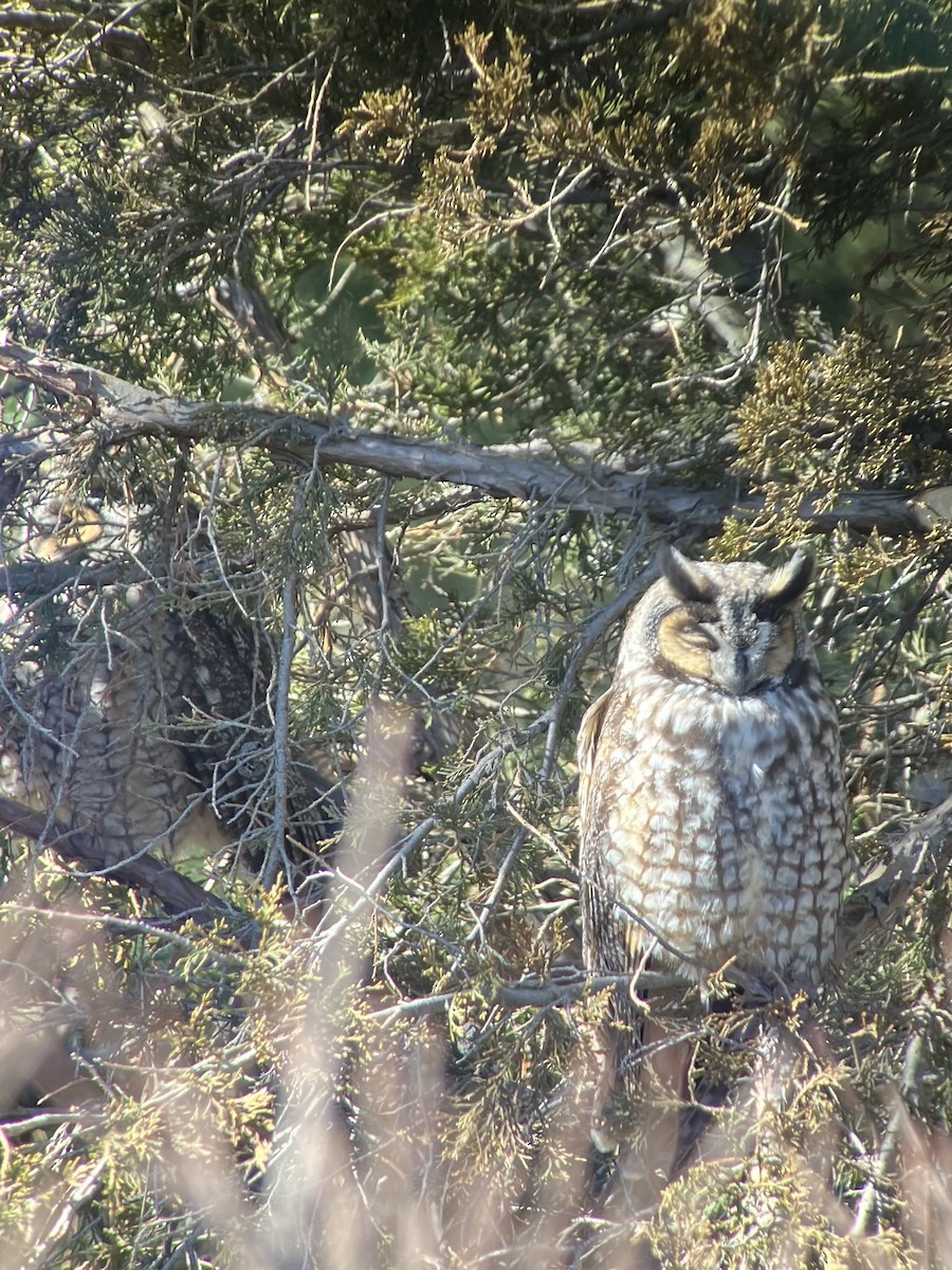 Long-eared Owl - Gaylee Dean