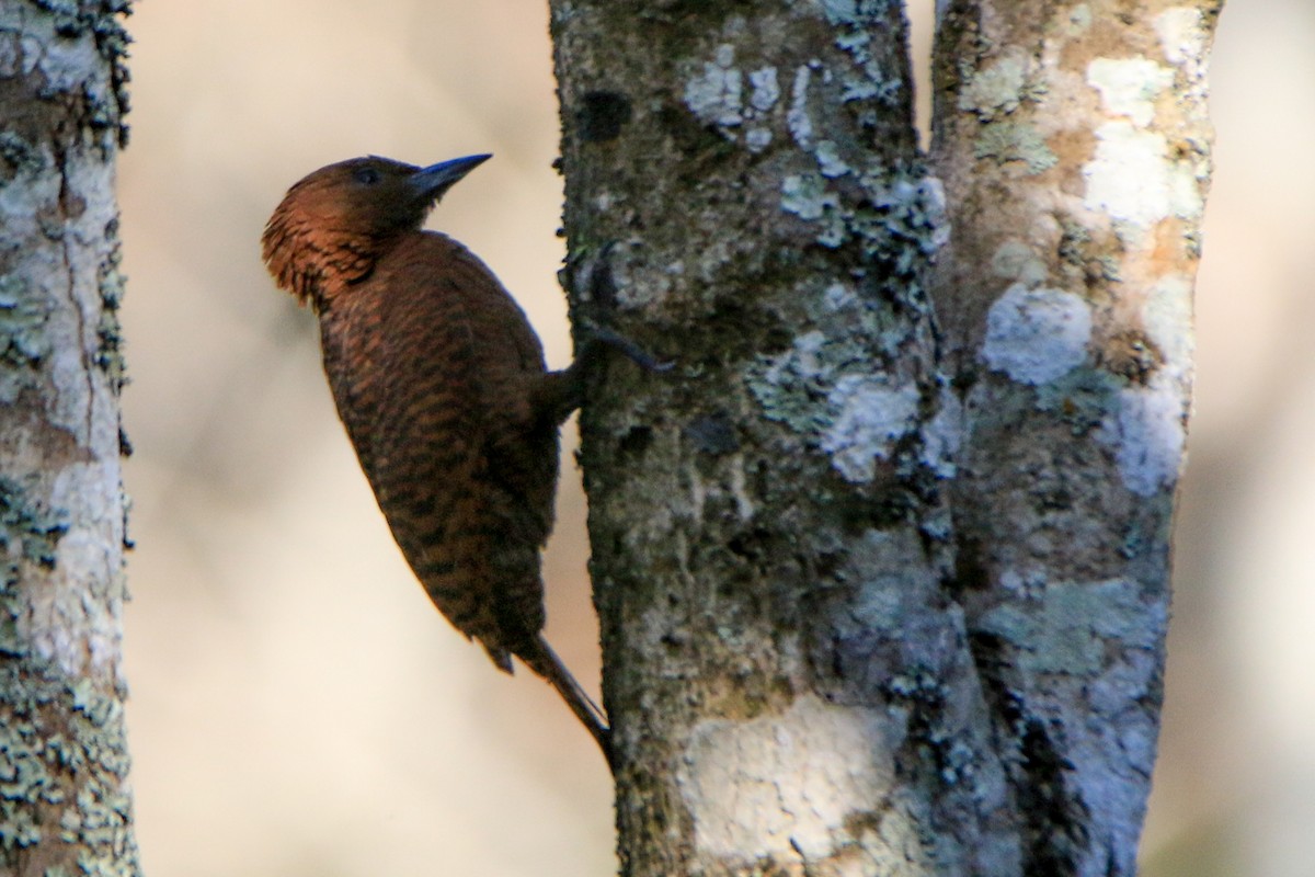 Rufous Woodpecker - Krishnamoorthy Muthirulan