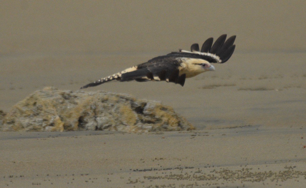 Caracara Chimachima - ML615097857