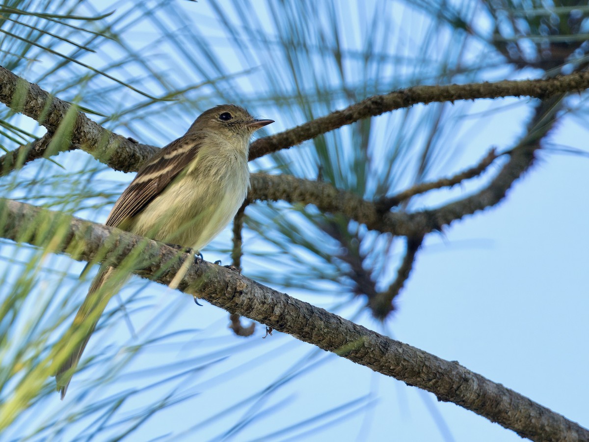 Greater Antillean Elaenia (Hispaniolan) - ML615097863