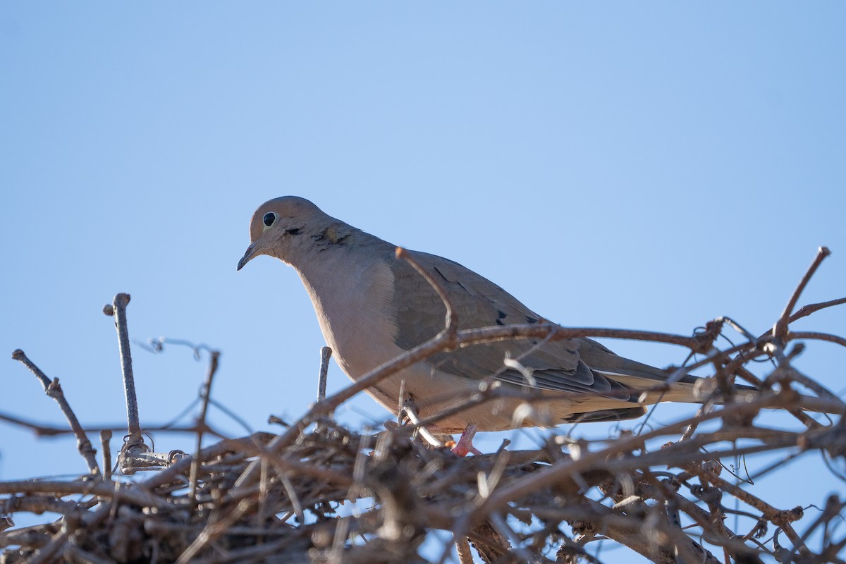 Mourning Dove - Keith Lea