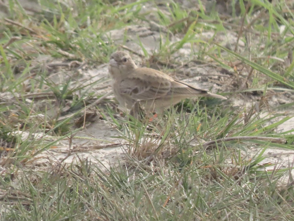 Ashy-crowned Sparrow-Lark - ML615097888