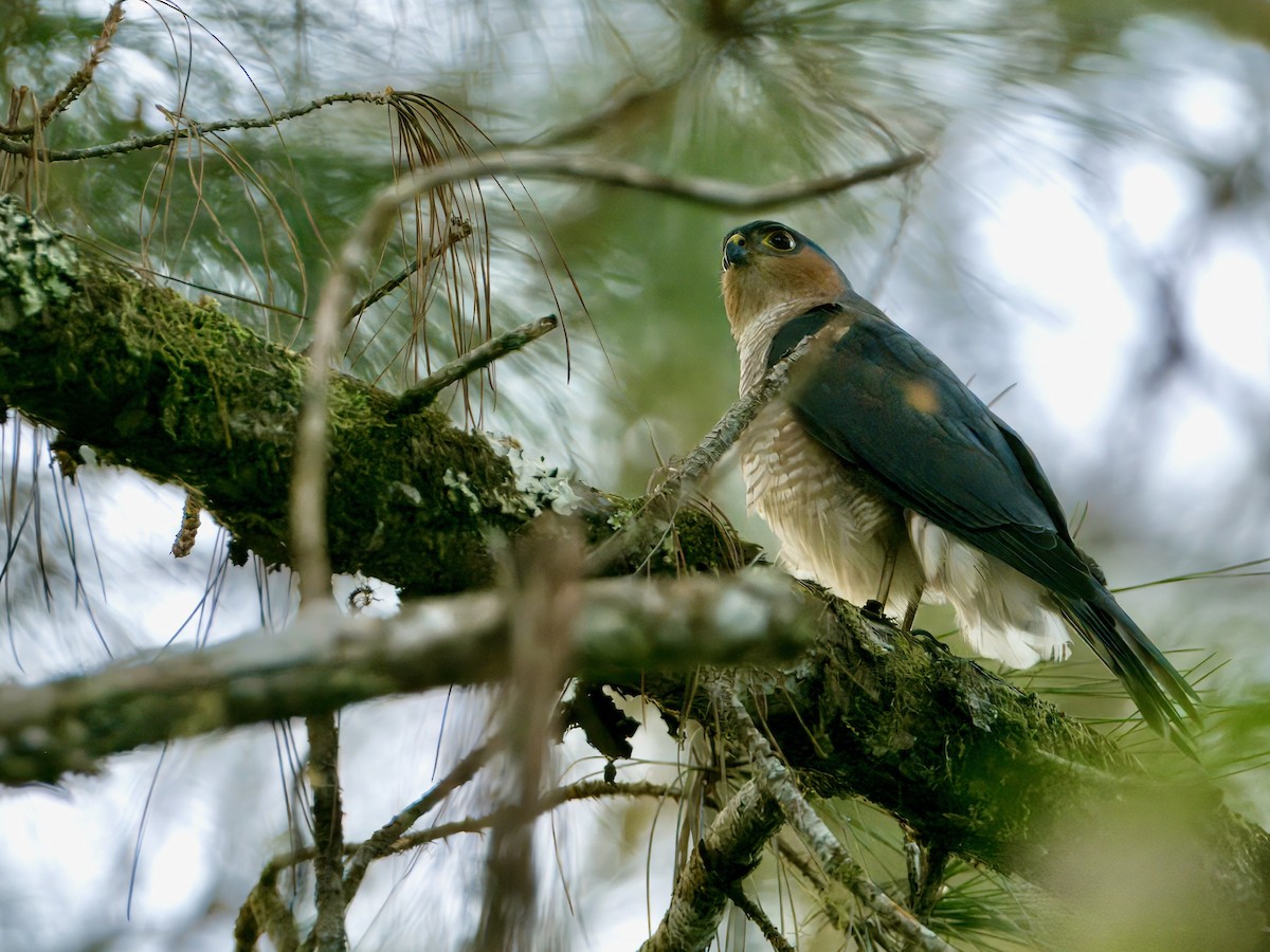 tverrhalehauk (striatus gr.) - ML615097920