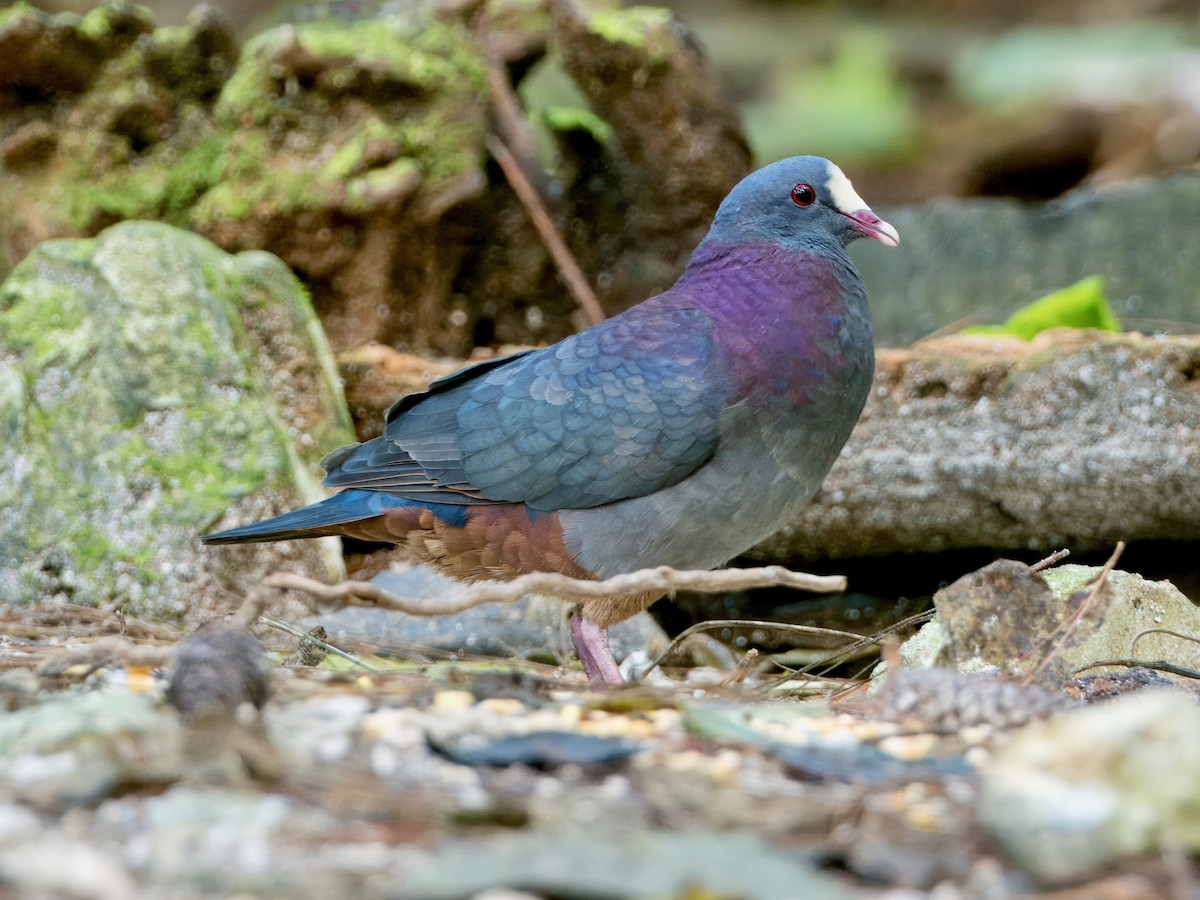 White-fronted Quail-Dove - ML615097922