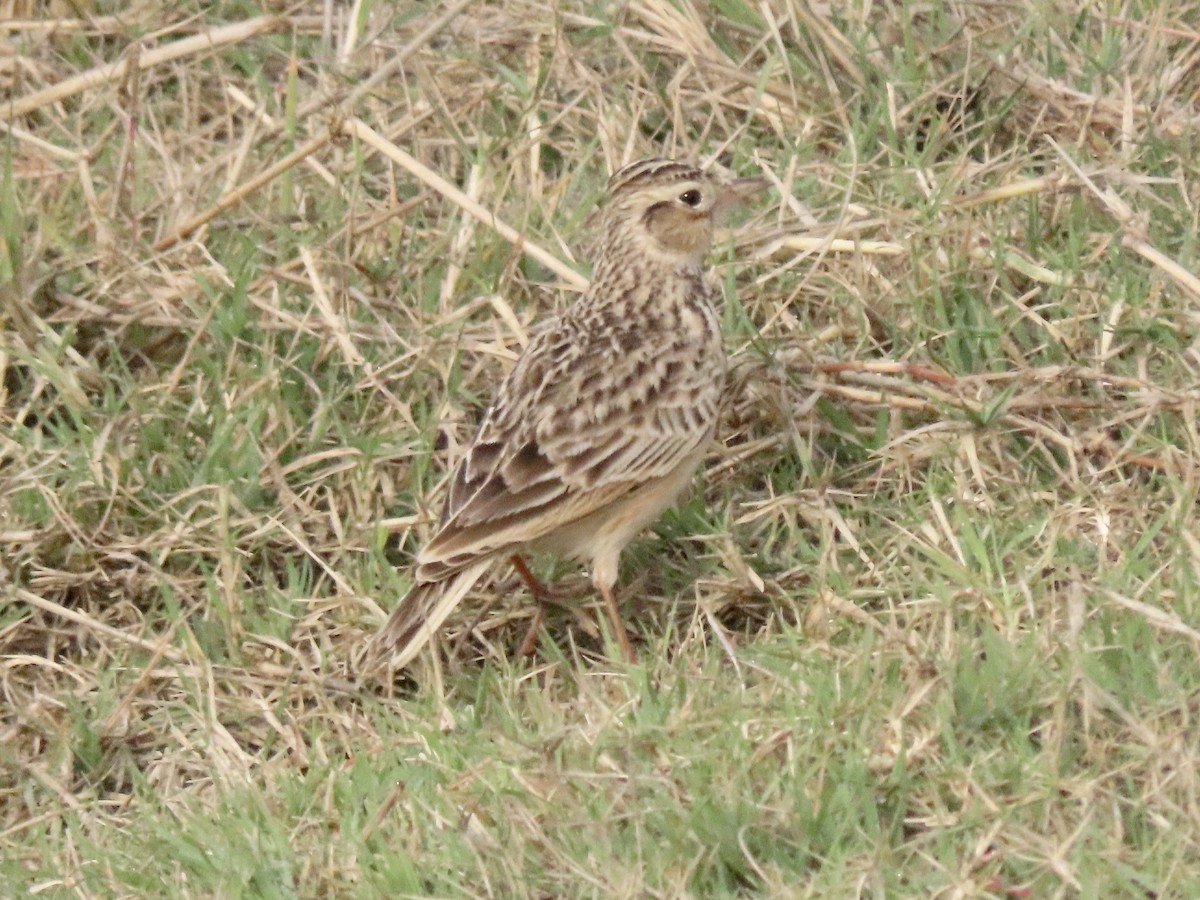 Oriental Skylark - ML615097930