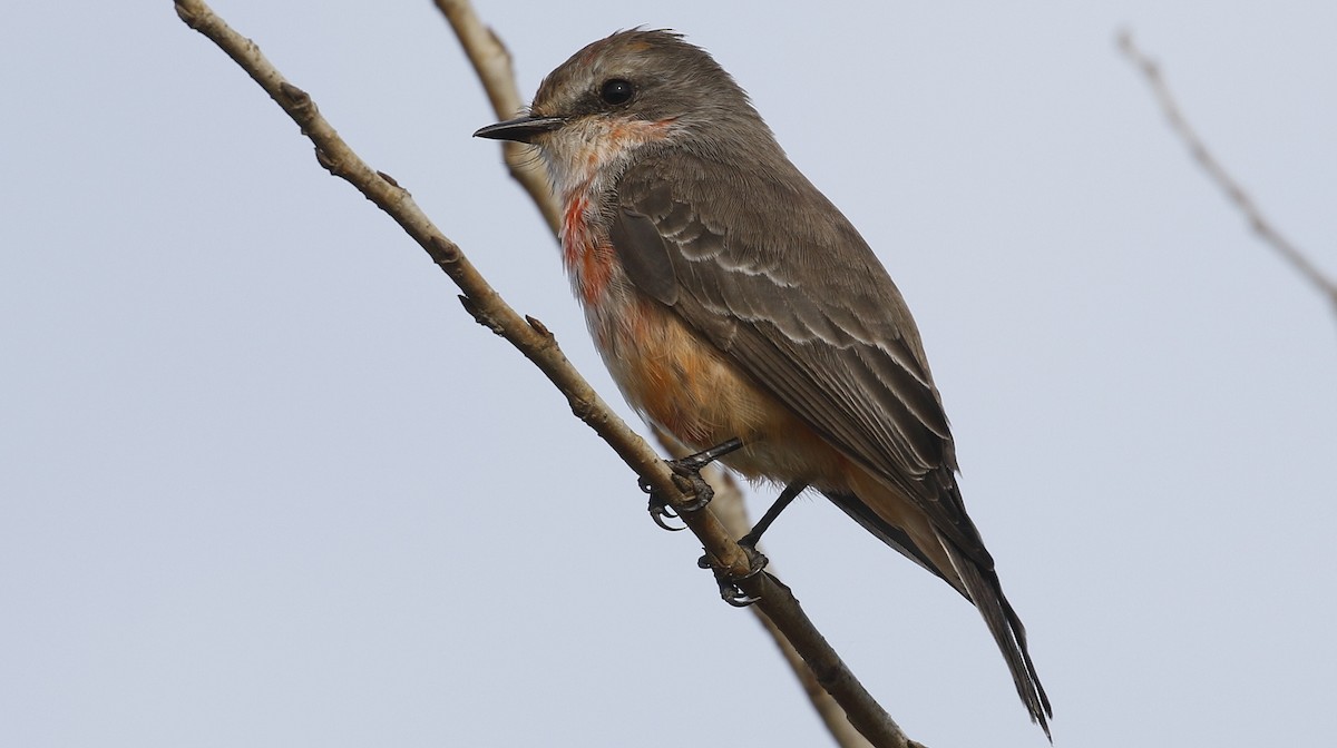 Vermilion Flycatcher - Alison Sheehey