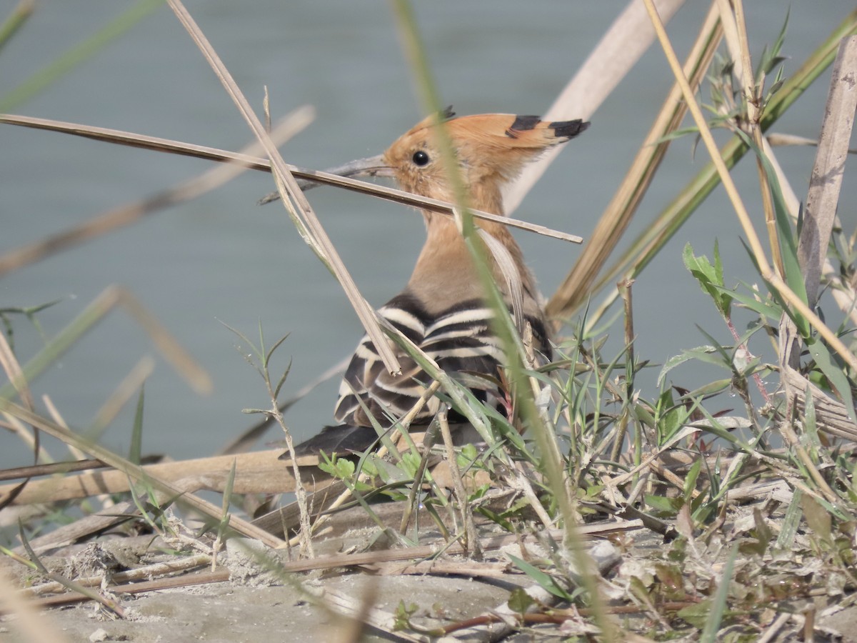 Eurasian Hoopoe - ML615097952