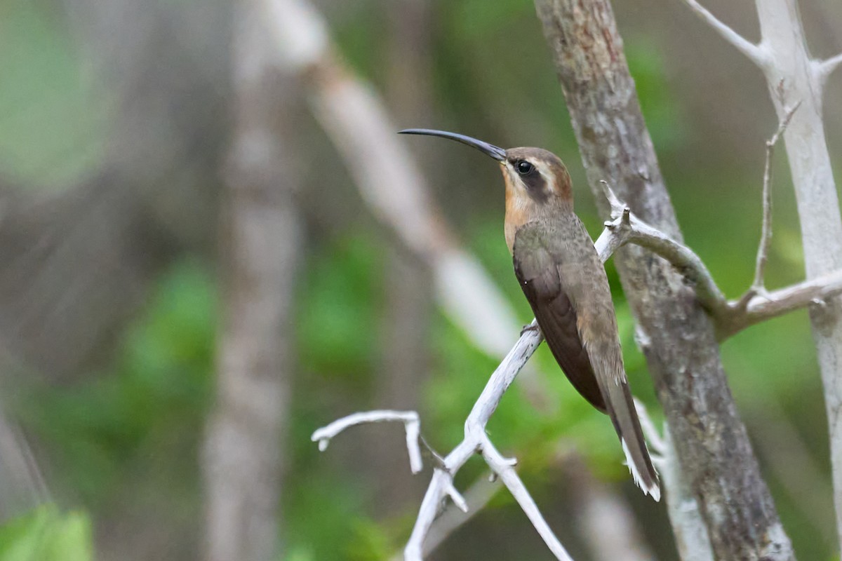 Broad-tipped Hermit - ML615097993