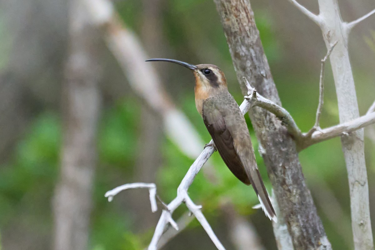 Broad-tipped Hermit - ML615097994