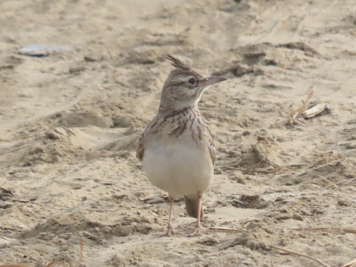 Crested Lark - ML615098039