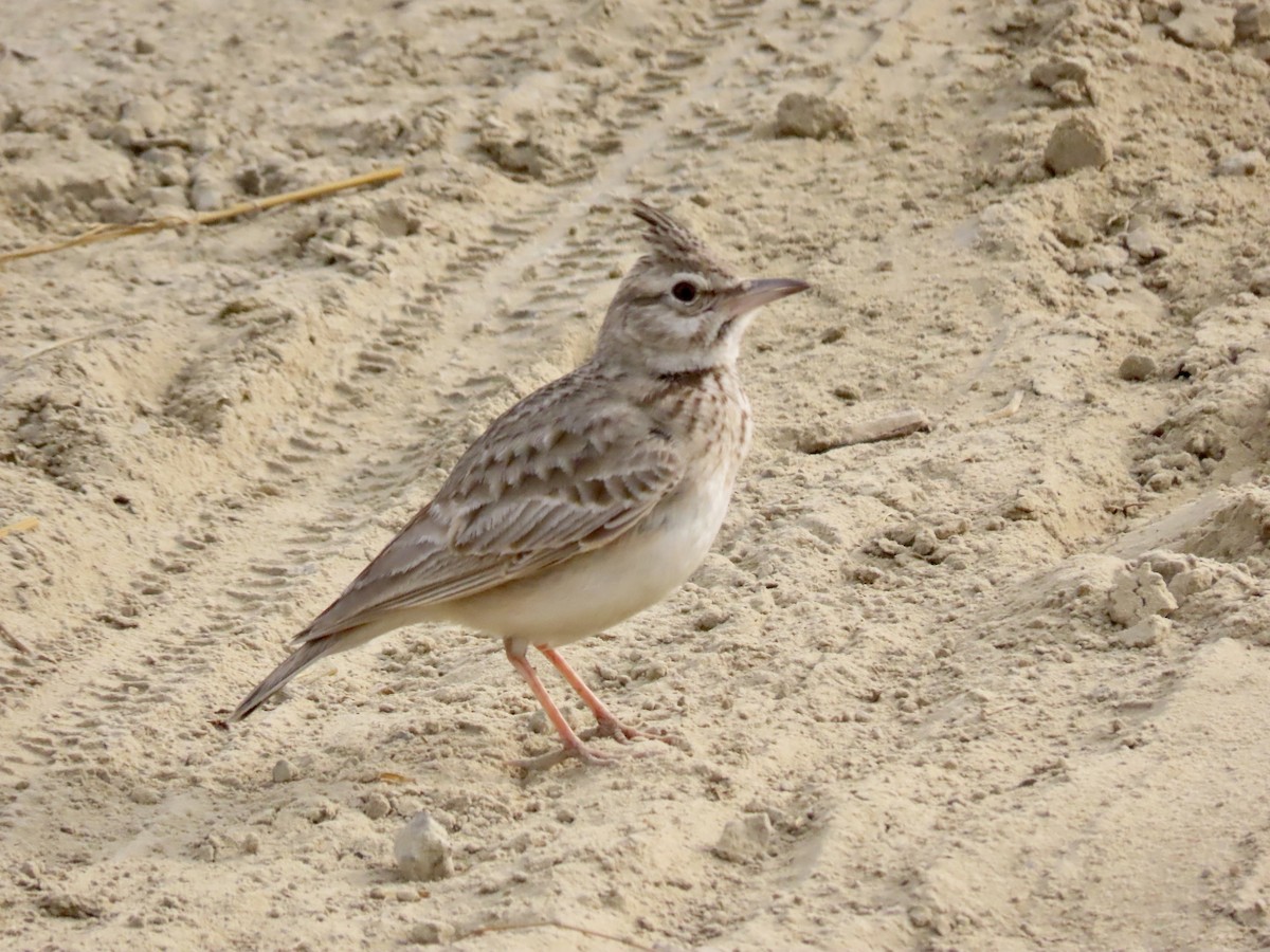 Crested Lark - ML615098048