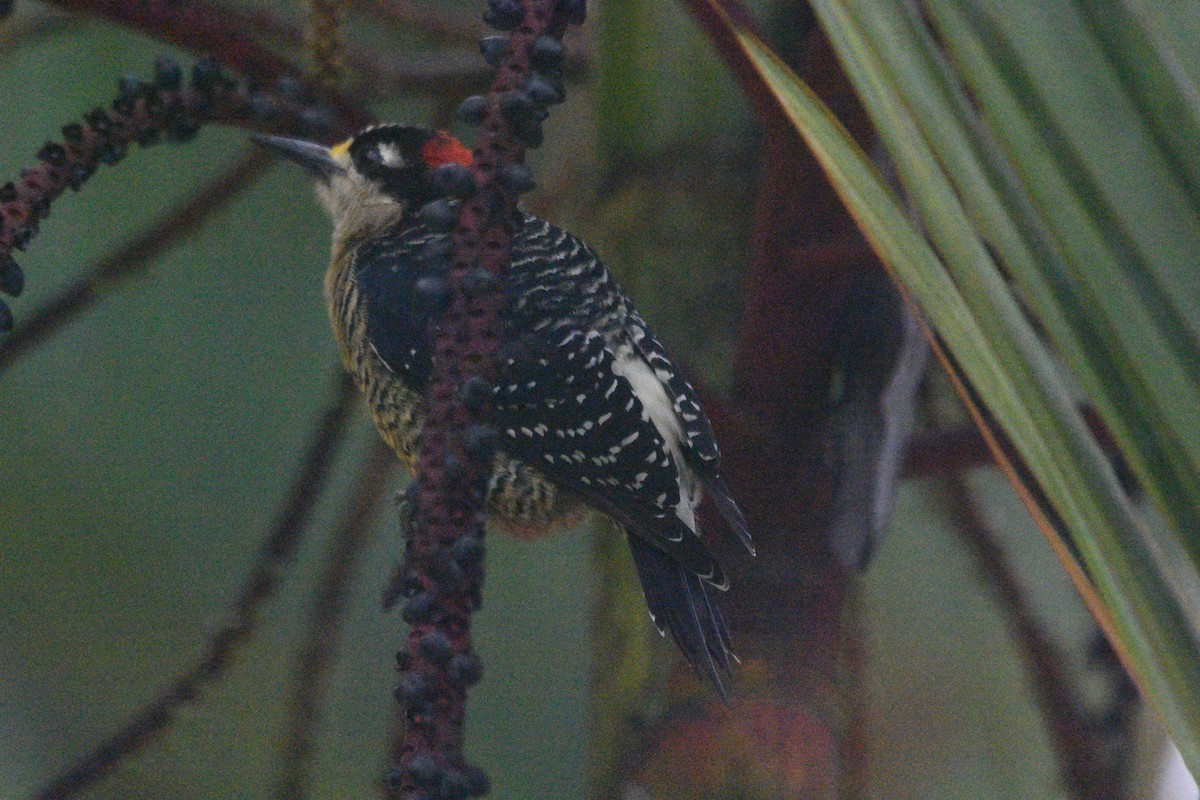 Black-cheeked Woodpecker - Tucker T