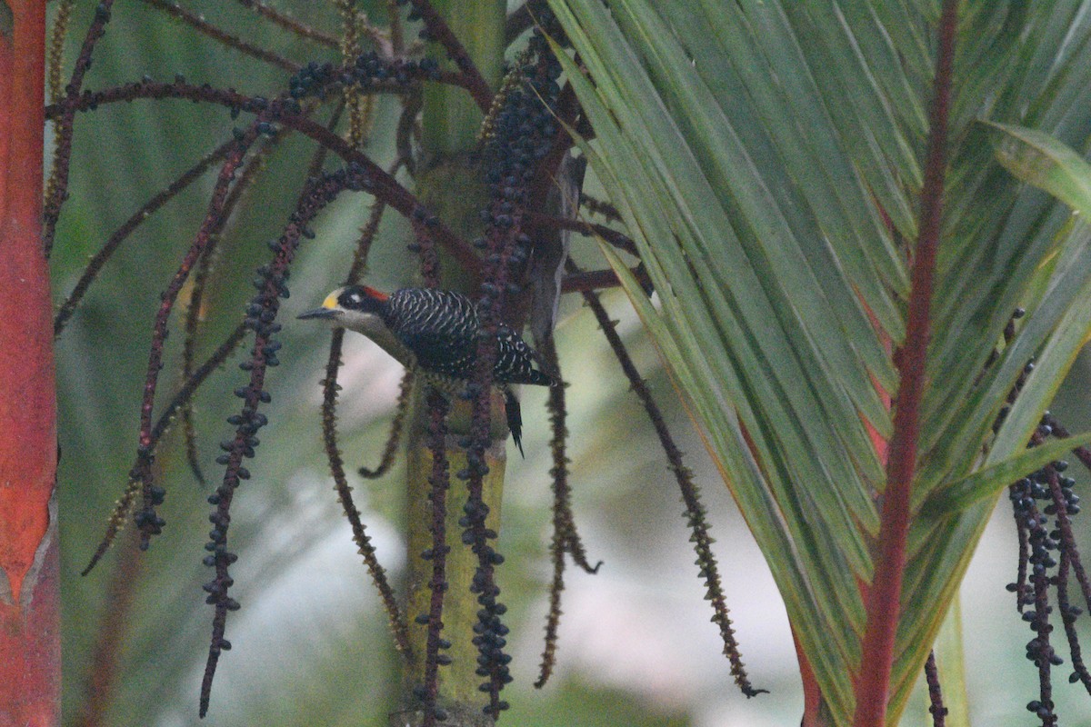 Black-cheeked Woodpecker - Tucker T