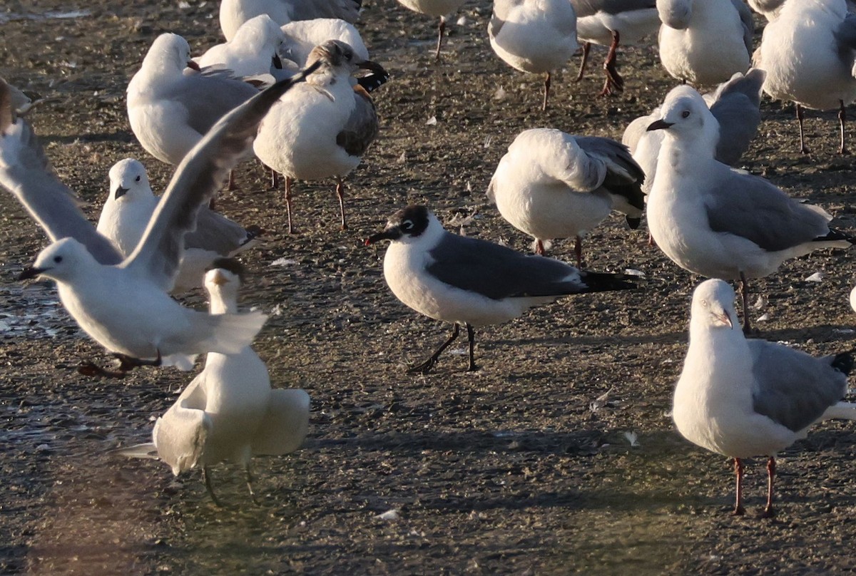 Franklin's Gull - ML615098081