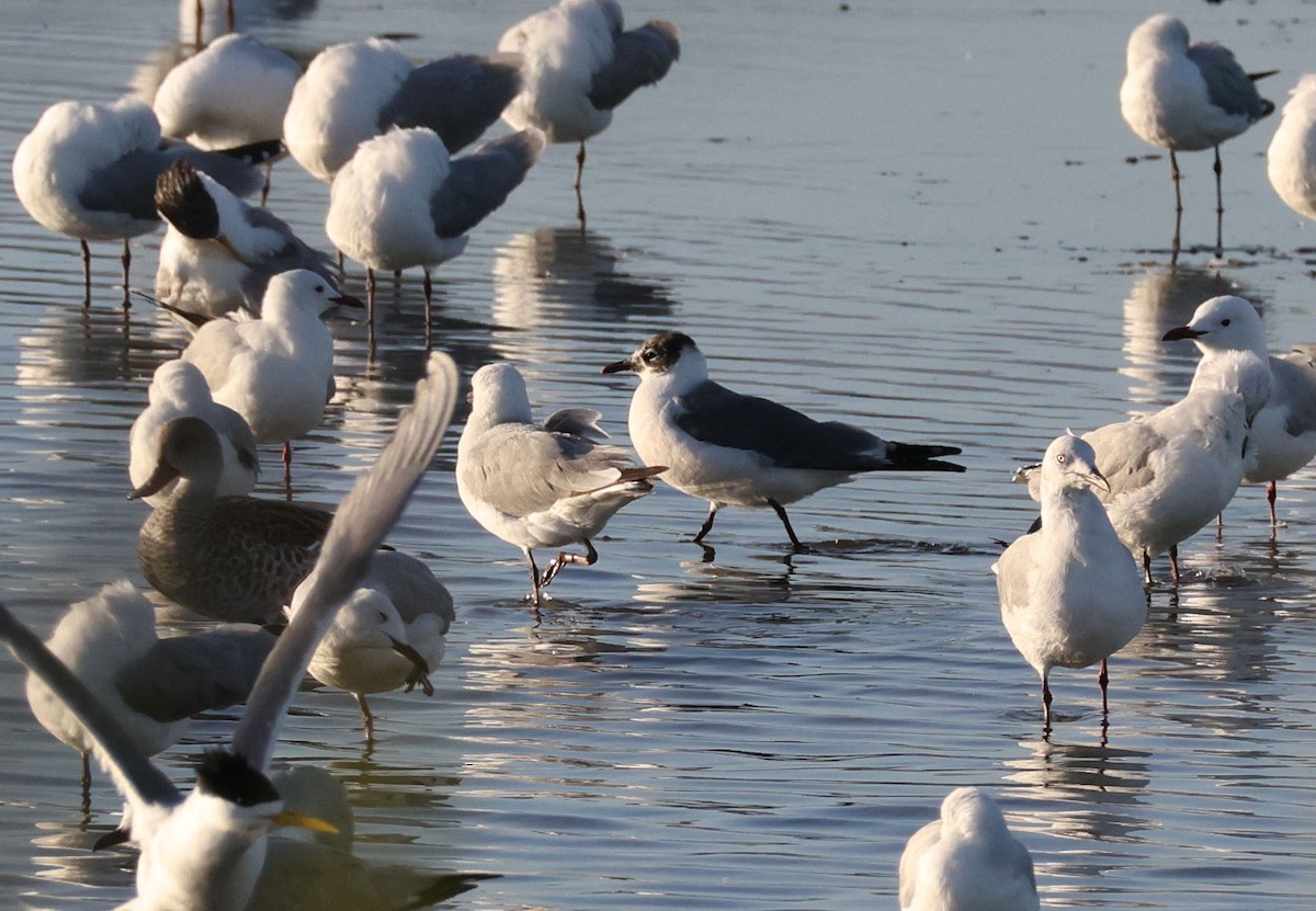 Franklin's Gull - ML615098083