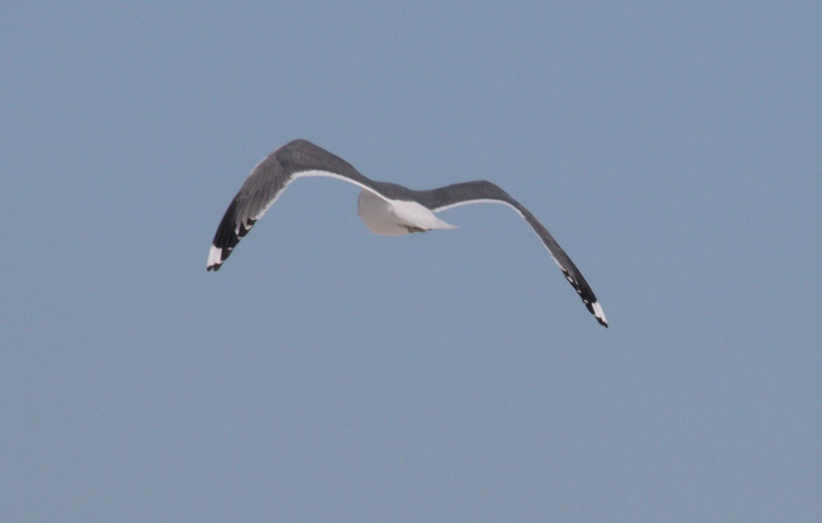 Common Gull (Kamchatka) - Chad Witko