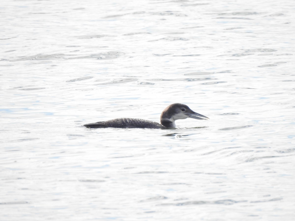 Common Loon - ML615098107