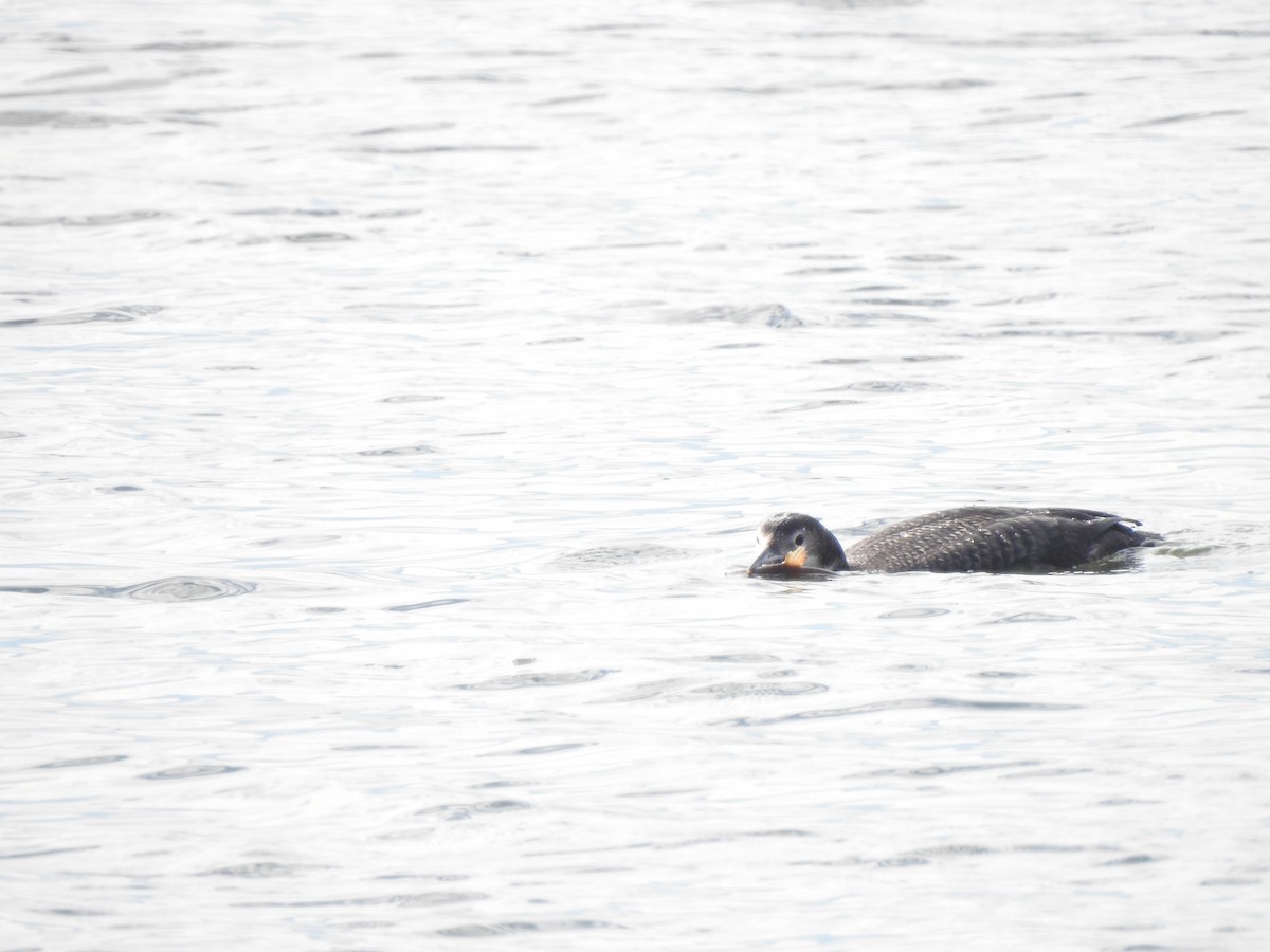 Common Loon - ML615098108