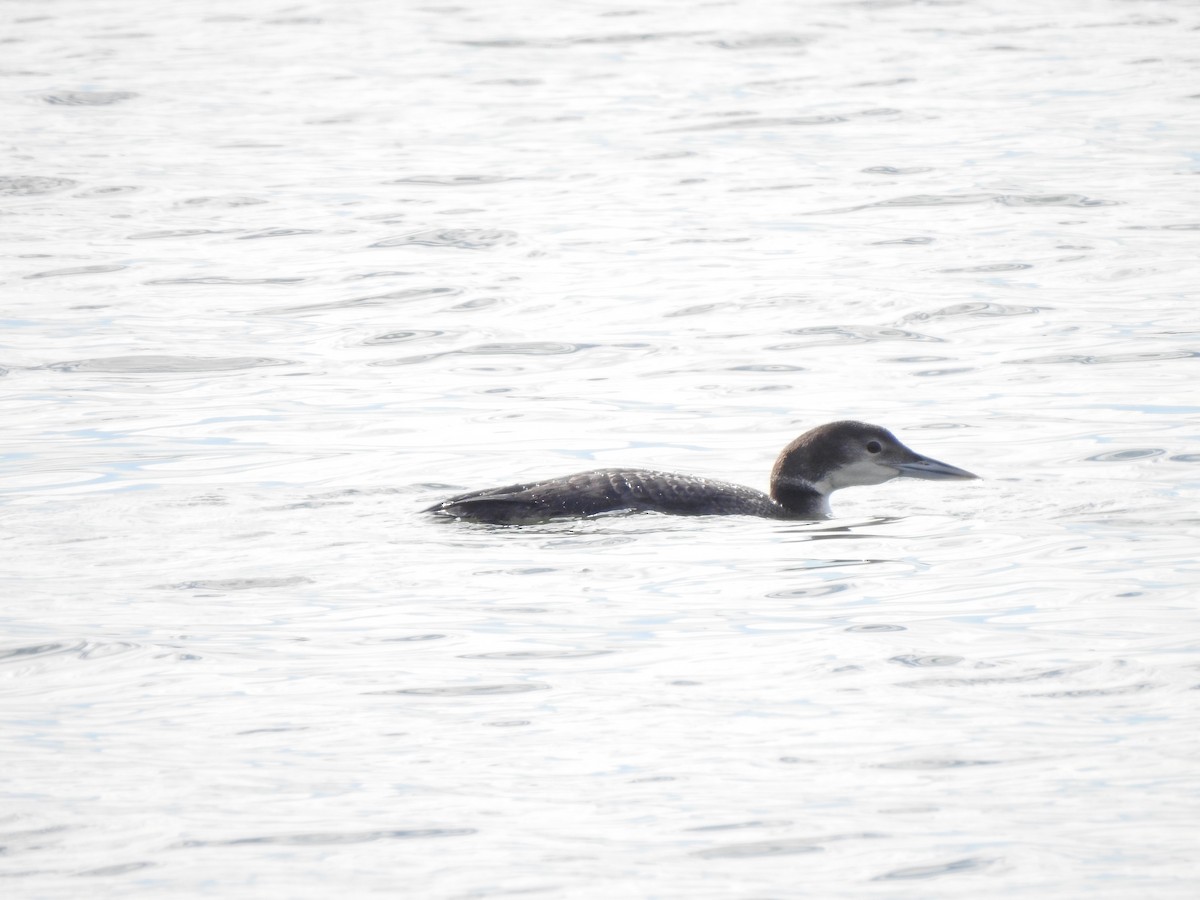 Common Loon - ML615098109