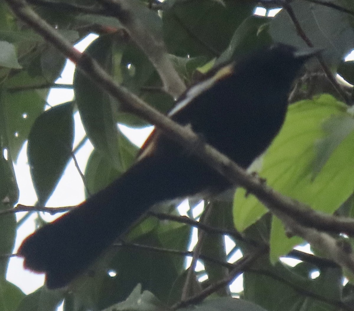 Fulvous-crested Tanager - David Trissel