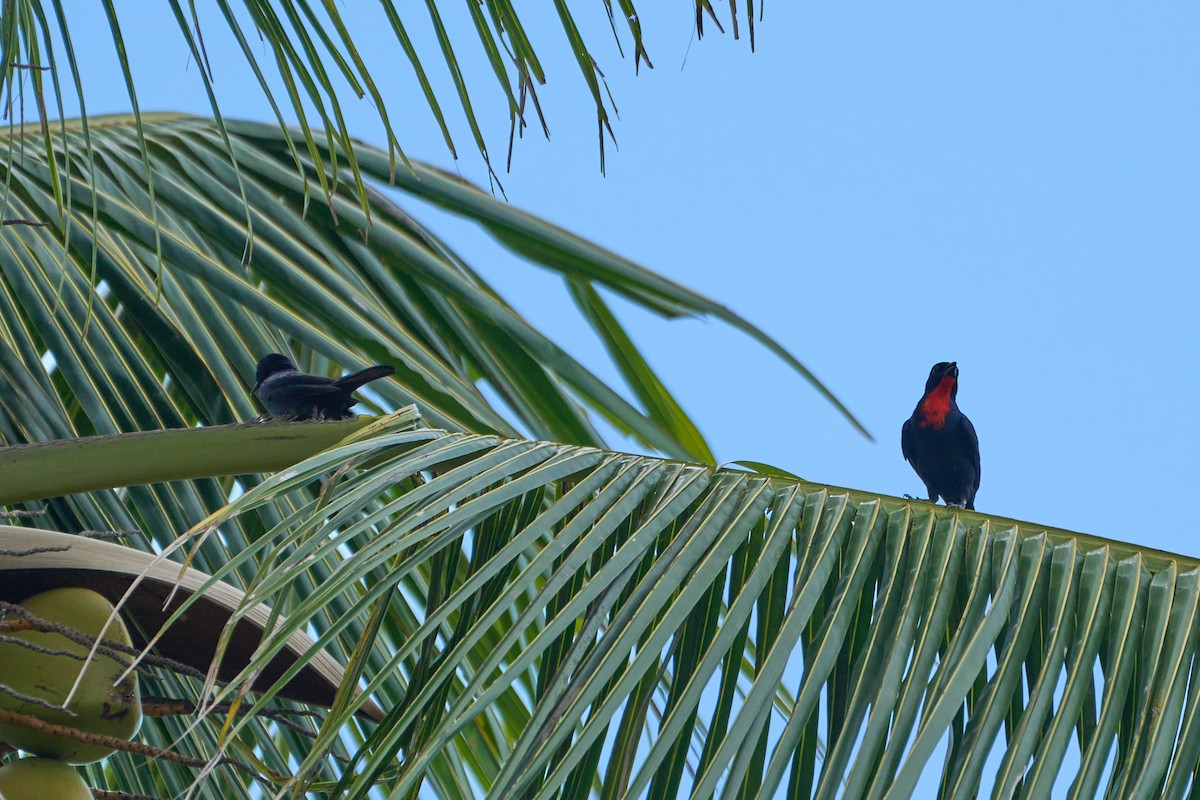 Scarlet-throated Tanager - Daniel Alfenas