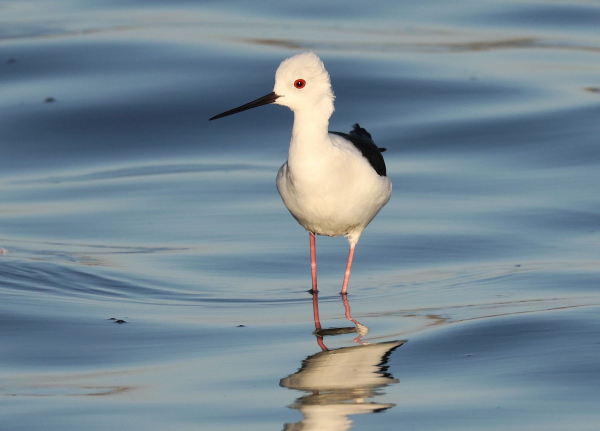 Black-winged Stilt - Zoë Lunau