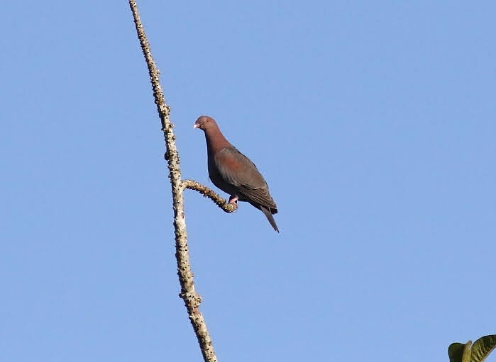 Pigeon à bec rouge - ML615098214