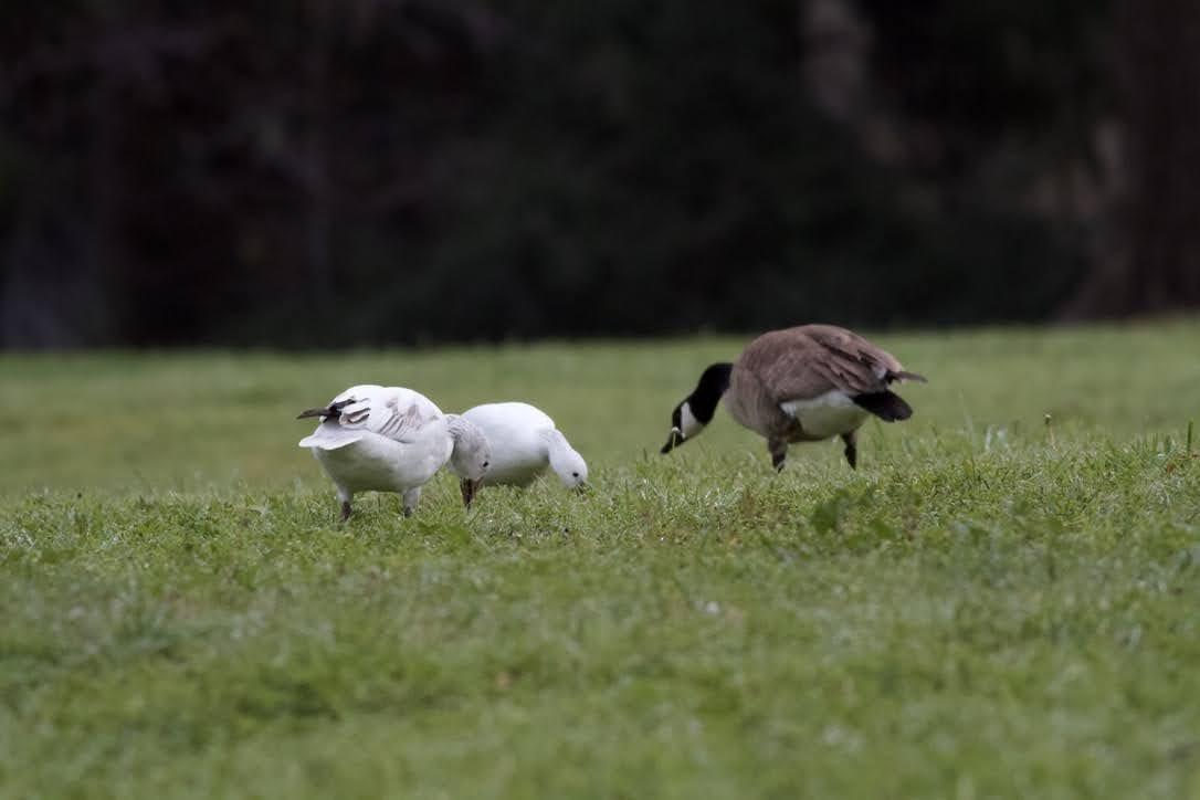 Snow/Ross's Goose - Maggie Perlman