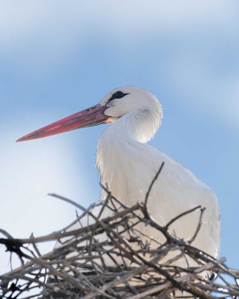 White Stork - ML615098266