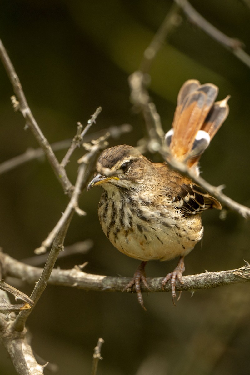 Red-backed Scrub-Robin (Red-backed) - ML615098296