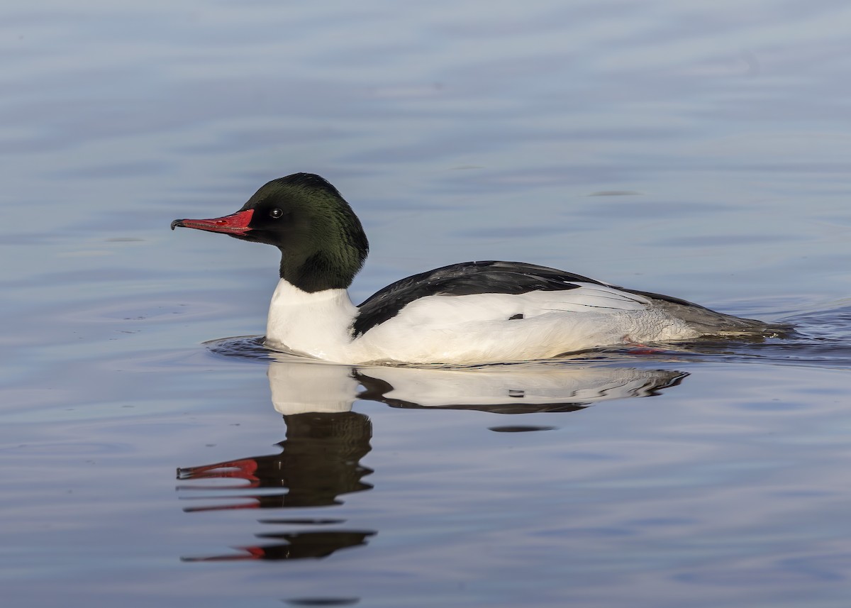 Common Merganser (North American) - ML615098297