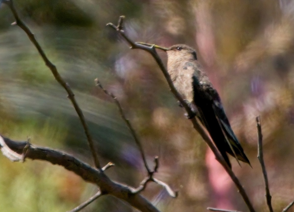 Giant Hummingbird - ML615098368