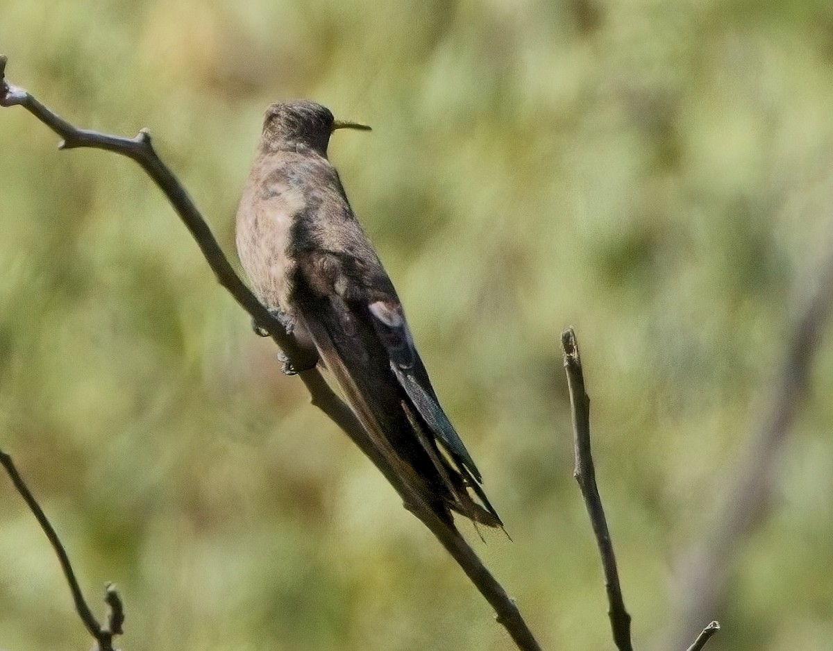 Colibri géant - ML615098369