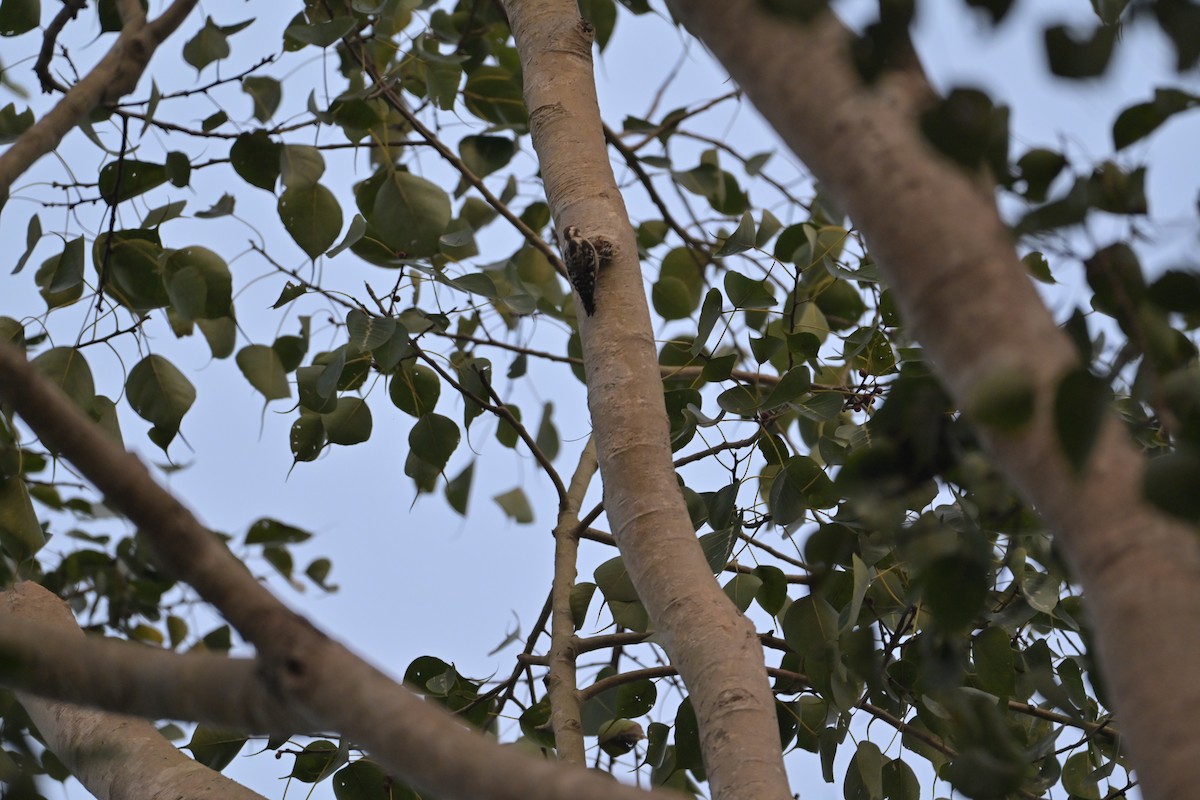 Brown-capped Pygmy Woodpecker - ML615098386