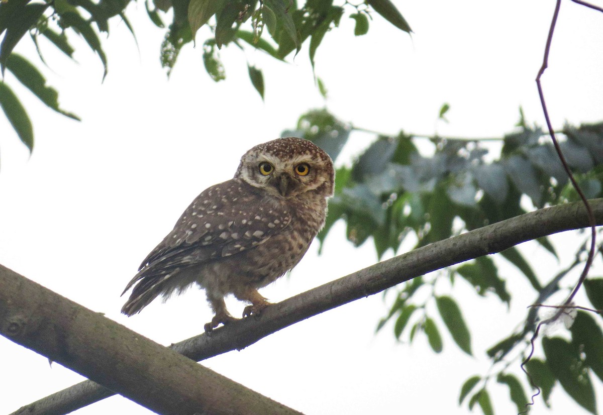 Spotted Owlet - Dipak  Sinha