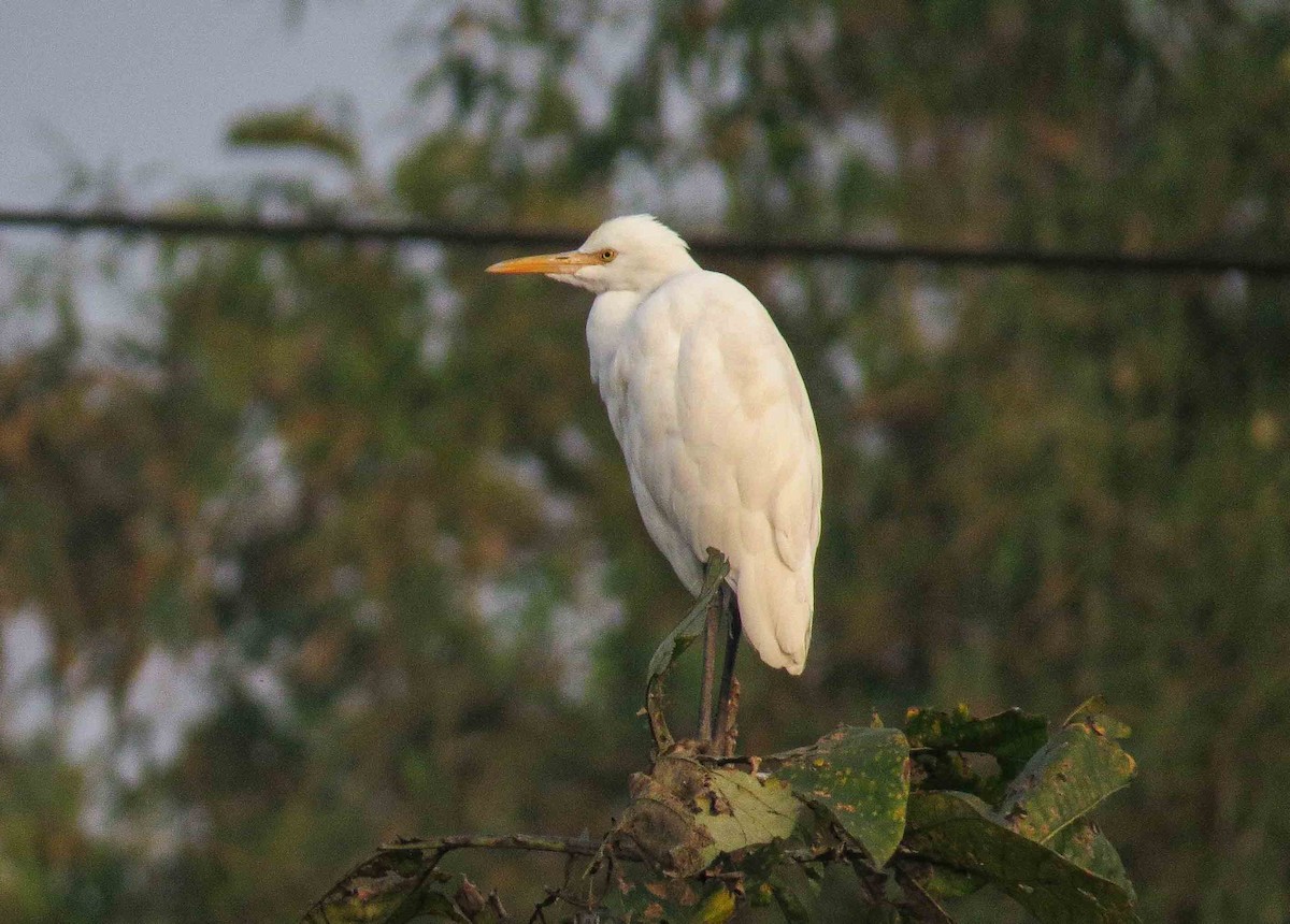 Eastern Cattle Egret - ML615098402