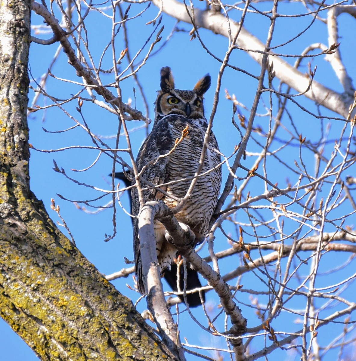 Great Horned Owl - ML615098432