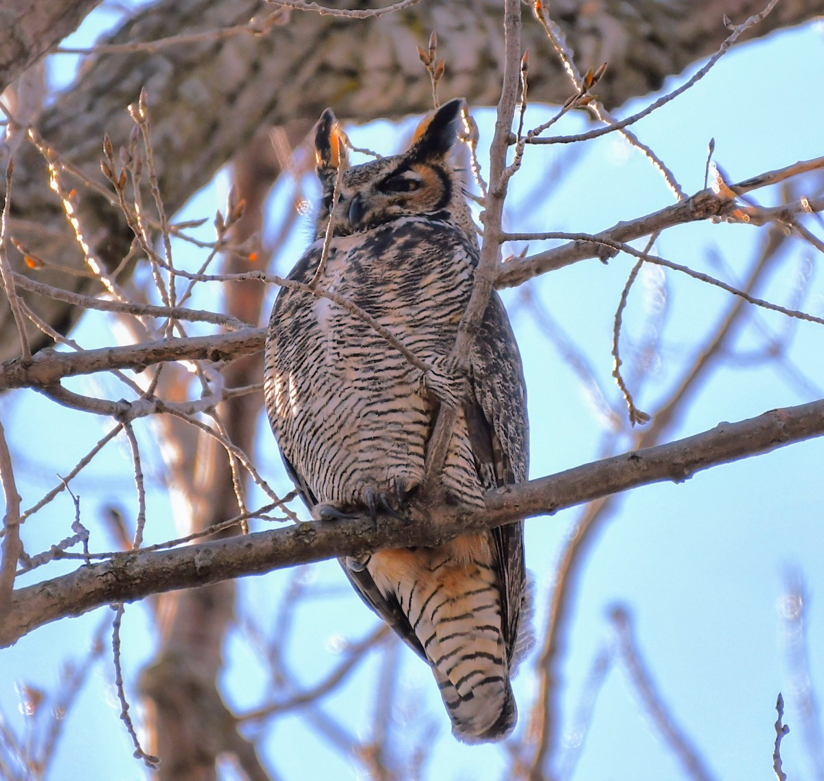 Great Horned Owl - ML615098433