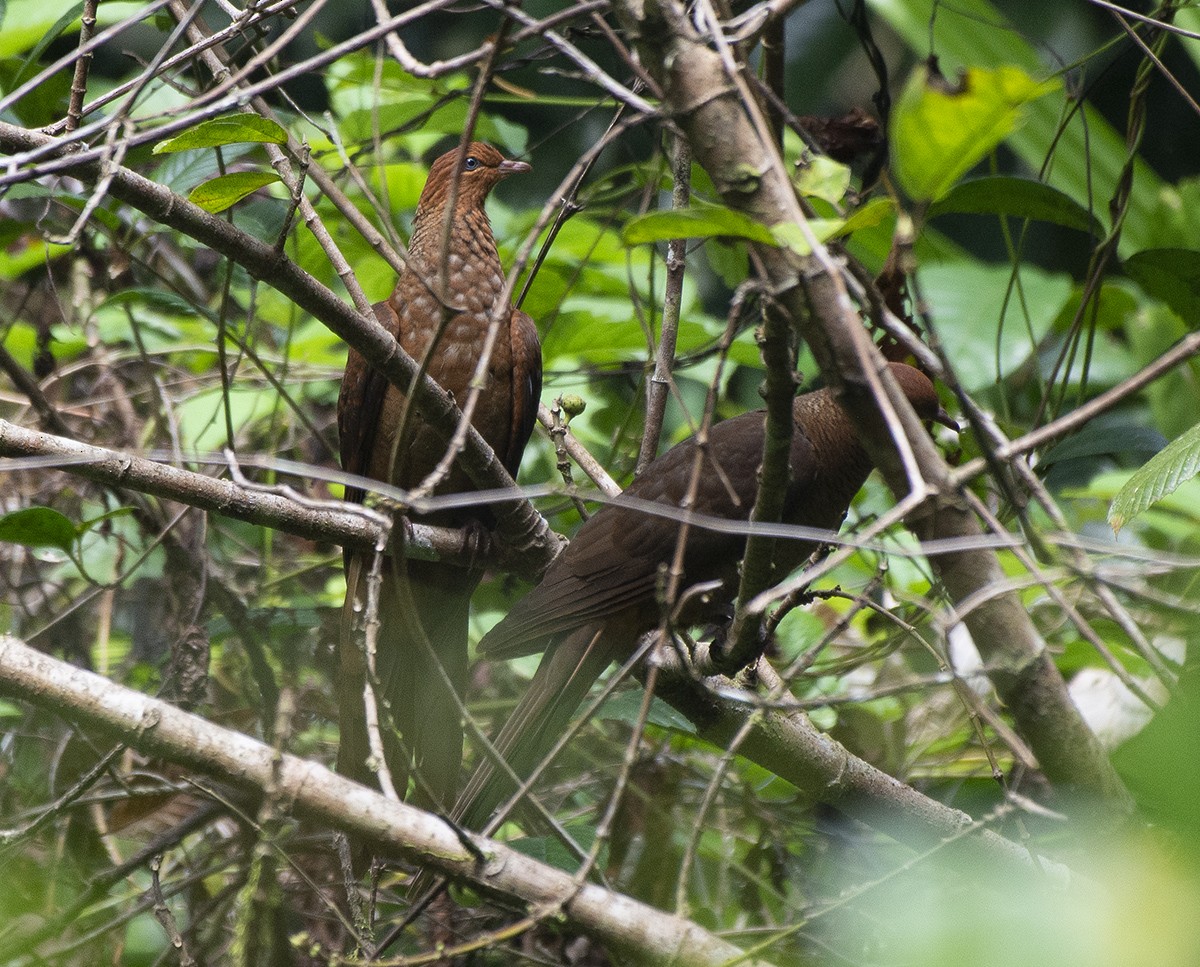 Andaman Cuckoo-Dove - ML615098463