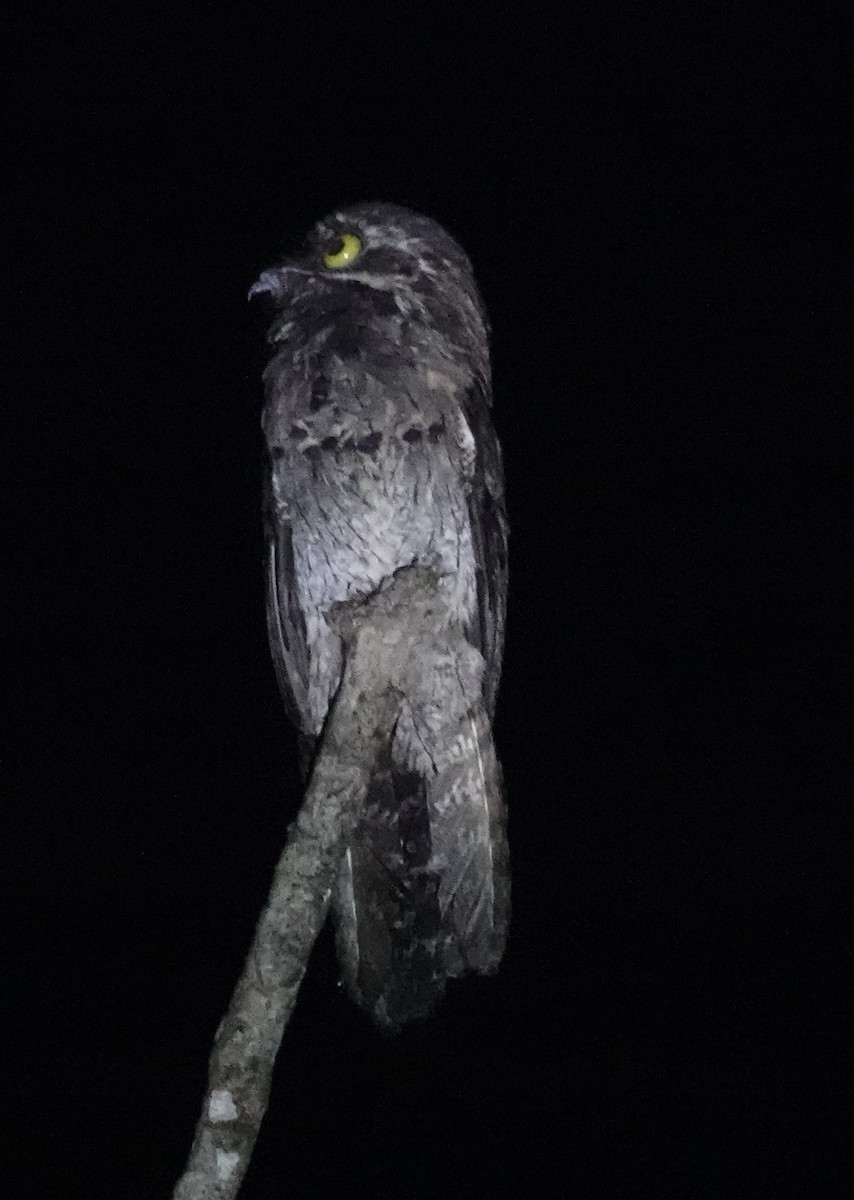 Common Potoo - Rainer Ruess