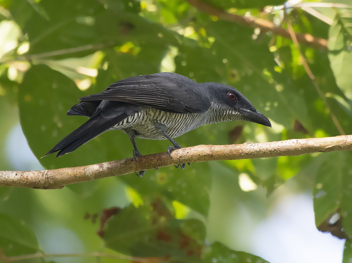 Andaman Cuckooshrike - ML615098543