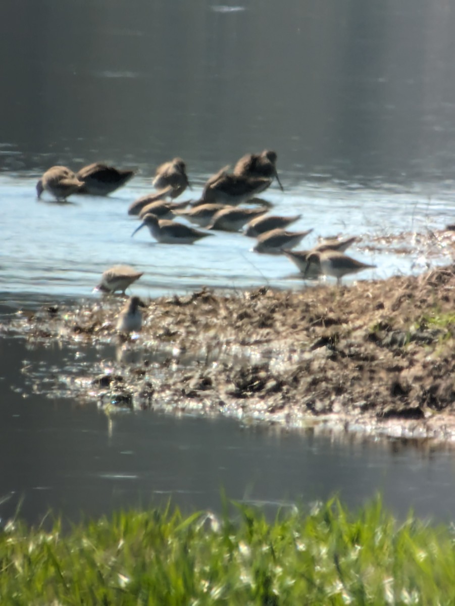 Long-billed Dowitcher - ML615098603