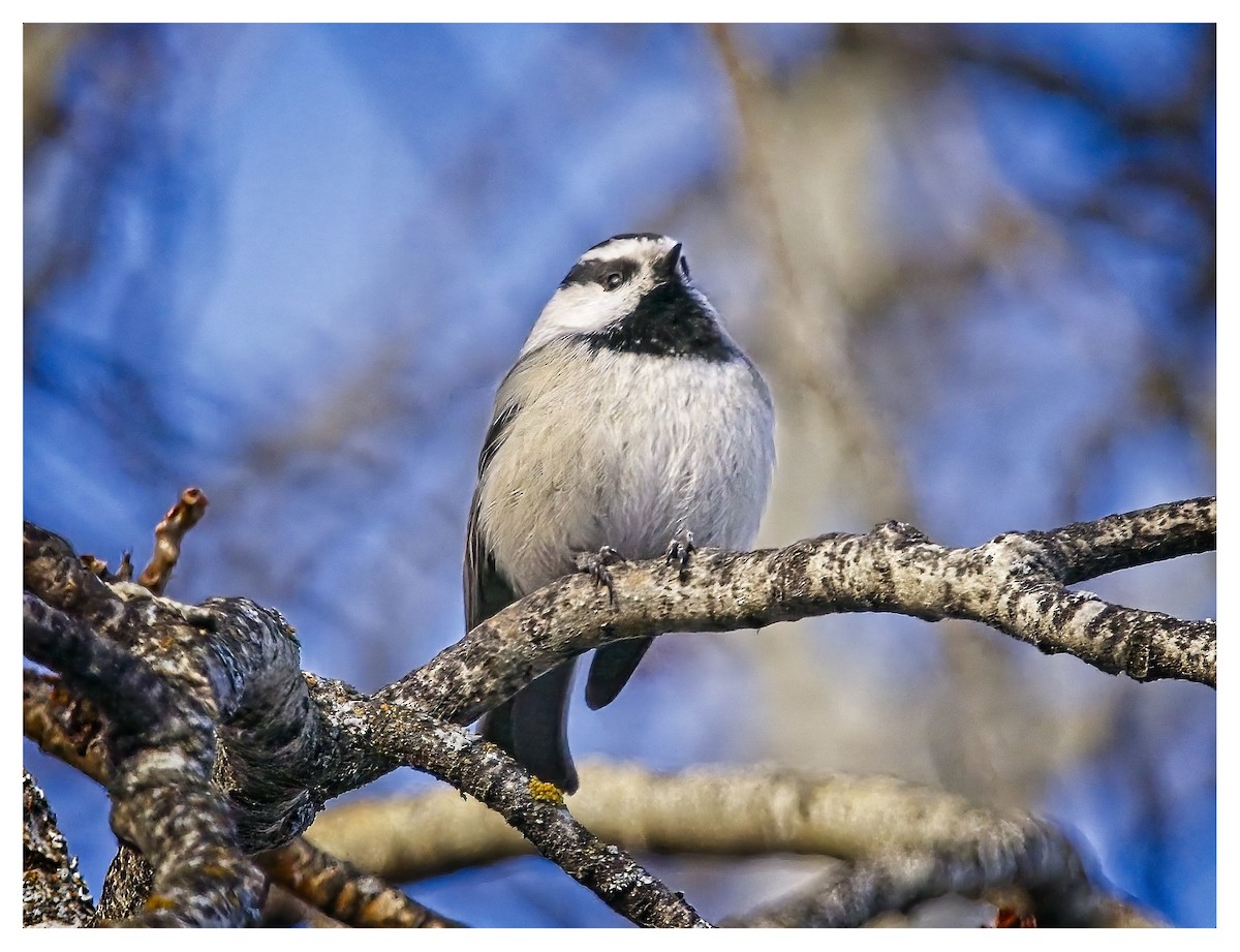 Mountain Chickadee - ML615098639