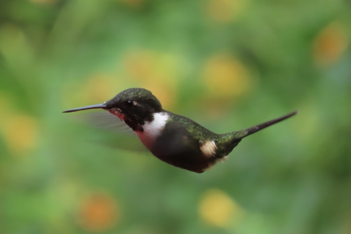 Colibrí de Mitchell - ML615098640