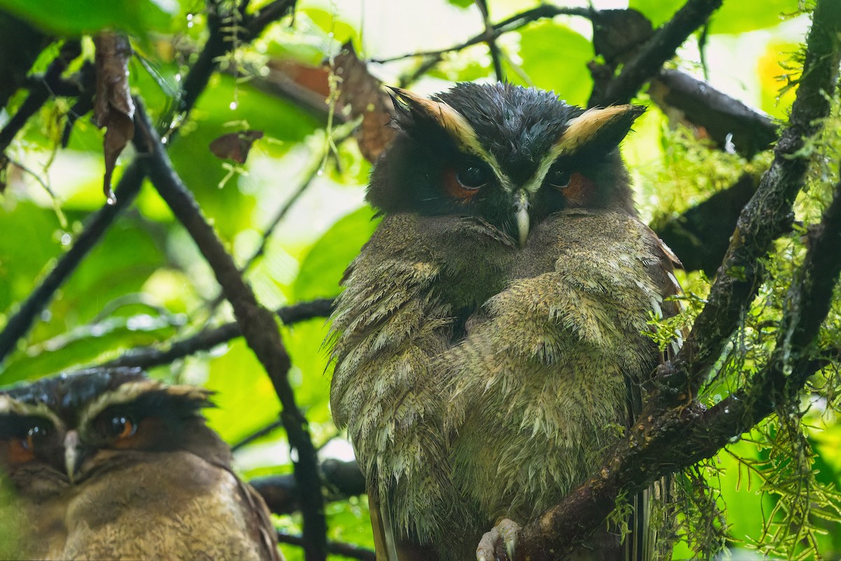 Crested Owl - ML615098665