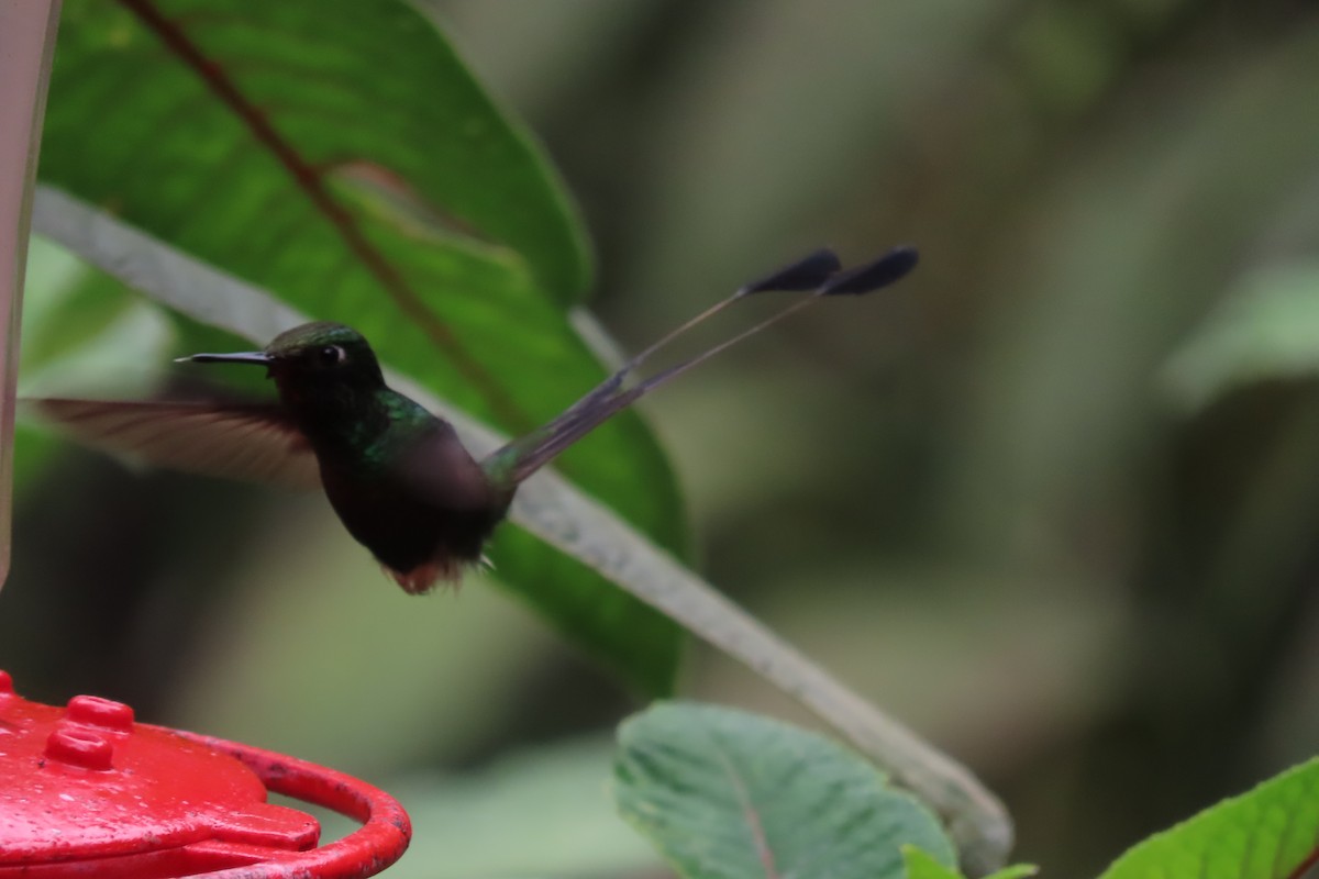 Colibrí de Raquetas Faldiblanco - ML615098712