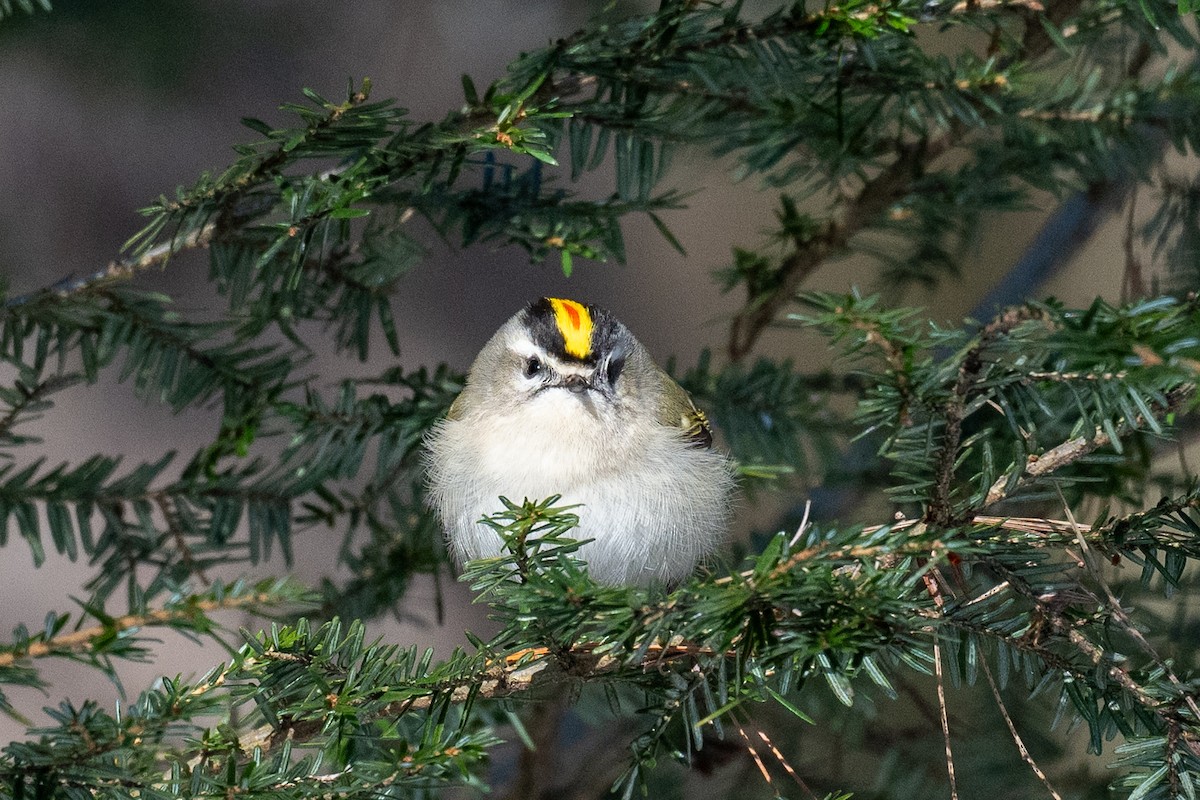 Golden-crowned Kinglet - ML615098731