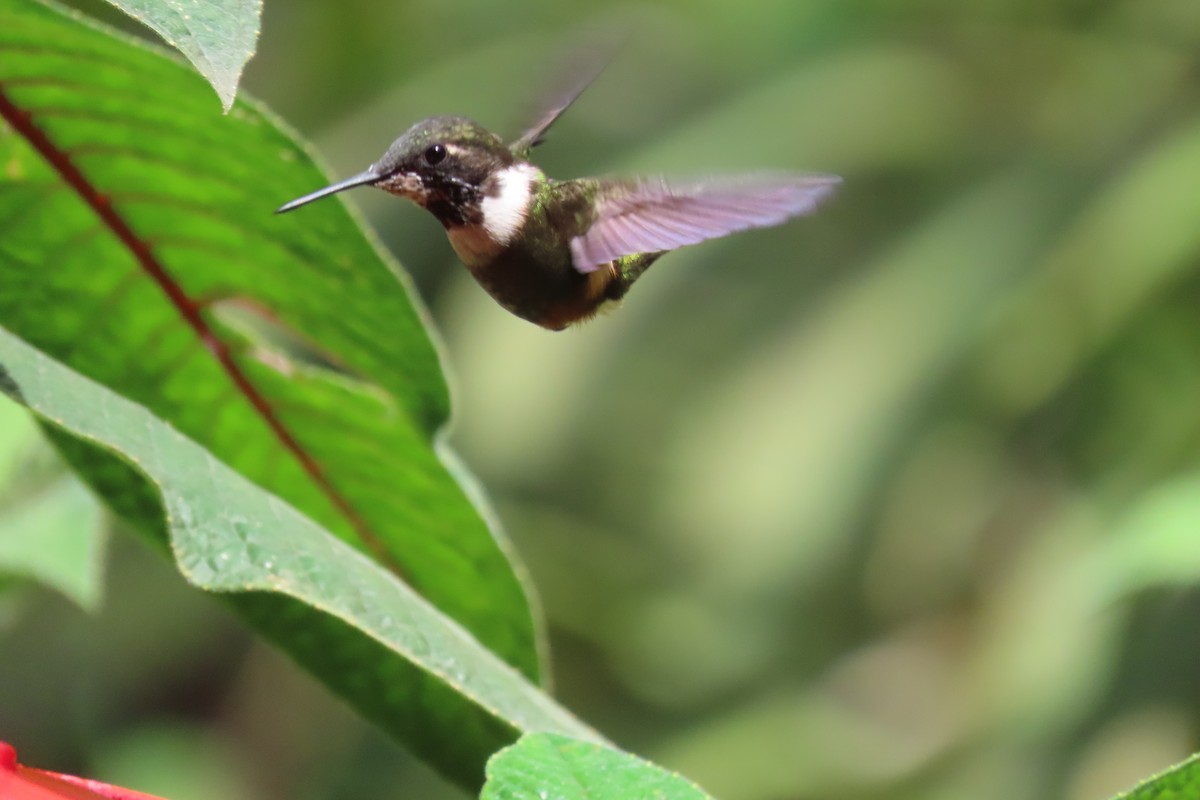 Purple-throated Woodstar - ML615098737