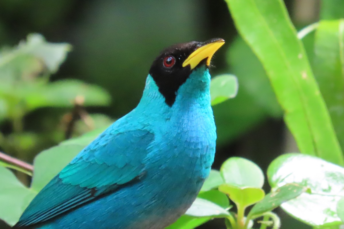 Green Honeycreeper - Robert Post